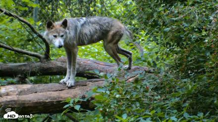 Red Wolves Live Webcam at the Wolf Conservation Center - Jun 19, 2026, 7:34am EDT