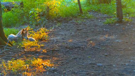 Red Wolves Live Webcam at the Wolf Conservation Center - Jul 15, 2025, 7:56pm EDT