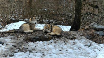 Red Wolves Live Webcam at the Wolf Conservation Center - Mar 7, 2026, 10:49am EST