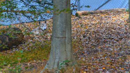 Red Wolves Live Webcam at the Wolf Conservation Center - Oct 18, 2025, 11:37am EDT