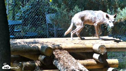 Red Wolves Live Webcam at the Wolf Conservation Center - Jul 27, 2026, 1:18pm EDT