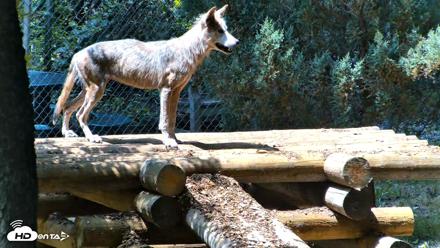 Red Wolves Live Webcam at the Wolf Conservation Center - Jul 27, 2026, 1:22pm EDT