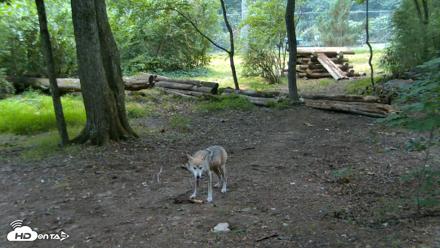Red Wolves Live Webcam at the Wolf Conservation Center - Jul 28, 2026, 10:10am EDT