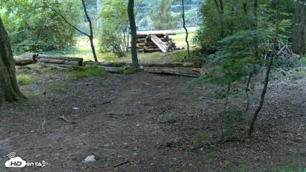Red Wolves Live Webcam at the Wolf Conservation Center - Jul 28, 2026, 9:32am EDT