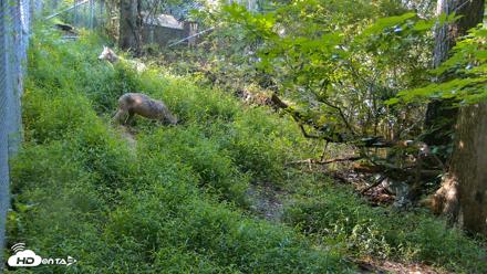 Red Wolves Live Webcam at the Wolf Conservation Center - Aug 7, 2026, 9:22am EDT