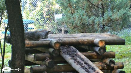 Red Wolves Live Webcam at the Wolf Conservation Center - Aug 6, 2026, 10:26am EDT