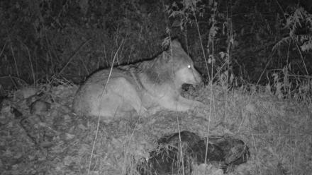 Red Wolves Live Webcam at the Wolf Conservation Center - Nov 25, 2025, 5:08pm EST