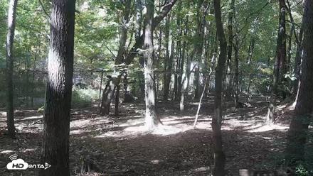 Red Wolves Live Webcam at the Wolf Conservation Center - Oct 15, 2026, 1:30pm EDT