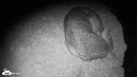 Red Wolves Live Webcam at the Wolf Conservation Center - Aug 11, 2026, 3:25am EDT