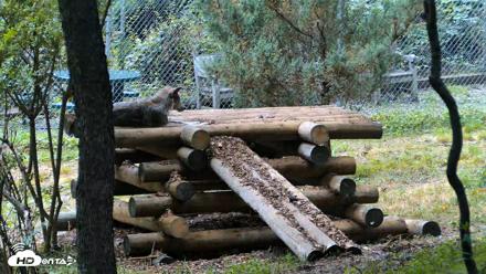 Red Wolves Live Webcam at the Wolf Conservation Center - Jul 28, 2026, 1:18pm EDT