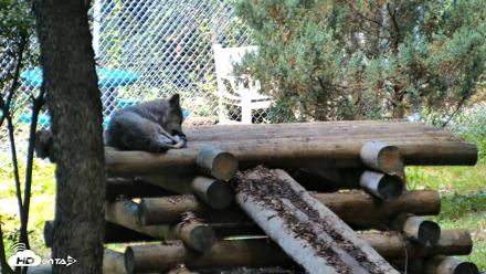 Red Wolves Live Webcam at the Wolf Conservation Center - Aug 5, 2026, 10:49am EDT