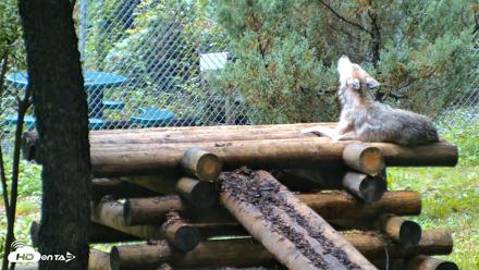 Red Wolves Live Webcam at the Wolf Conservation Center - Aug 6, 2026, 9:00am EDT