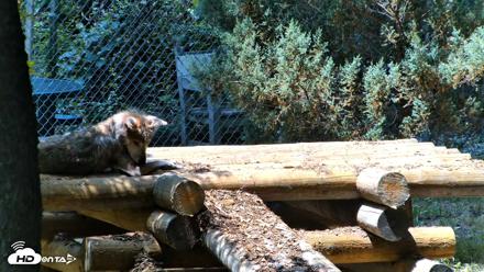 Red Wolves Live Webcam at the Wolf Conservation Center - Jul 27, 2026, 1:11pm EDT