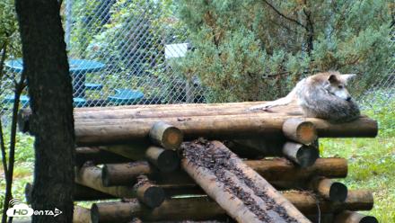 Red Wolves Live Webcam at the Wolf Conservation Center - Aug 6, 2026, 9:00am EDT