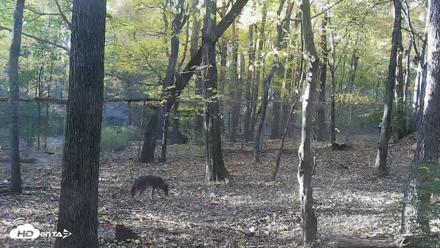 Red Wolves Live Webcam at the Wolf Conservation Center - Oct 27, 2026, 4:48pm EDT