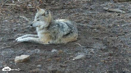 Red Wolves Live Webcam at the Wolf Conservation Center - Apr 18, 2026, 6:54am EDT