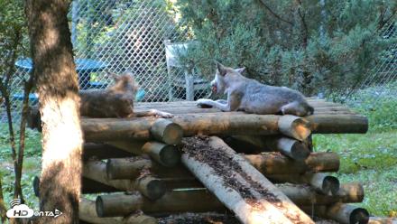 Red Wolves Live Webcam at the Wolf Conservation Center - Aug 7, 2026, 10:01am EDT