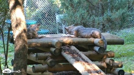 Red Wolves Live Webcam at the Wolf Conservation Center - Aug 7, 2026, 9:58am EDT