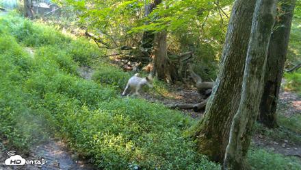 Red Wolves Live Webcam at the Wolf Conservation Center - Aug 7, 2026, 9:19am EDT