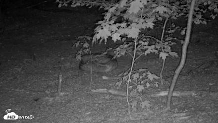 Red Wolves Live Webcam at the Wolf Conservation Center - May 19, 2026, 2:39am EDT
