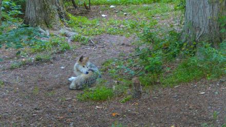 Red Wolves Live Webcam at the Wolf Conservation Center - Jun 13, 2025, 7:48am EDT