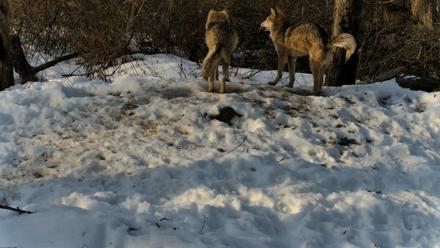 Red Wolves Live Webcam at the Wolf Conservation Center - Feb 15, 2026, 8:58am EST