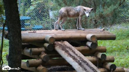 Red Wolves Live Webcam at the Wolf Conservation Center - Aug 12, 2026, 6:19am EDT