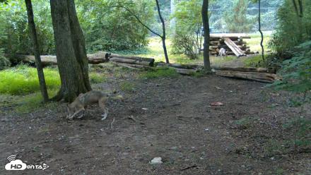 Red Wolves Live Webcam at the Wolf Conservation Center - Jul 28, 2026, 9:43am EDT