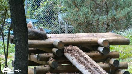 Red Wolves Live Webcam at the Wolf Conservation Center - Aug 5, 2026, 4:21pm EDT