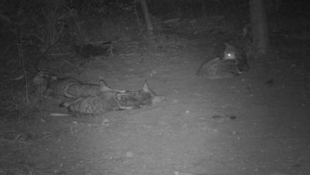 Red Wolves Live Webcam at the Wolf Conservation Center - Jul 13, 2025, 10:36pm EDT