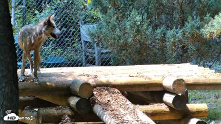 Red Wolves Live Webcam at the Wolf Conservation Center - Jul 27, 2026, 1:24pm EDT