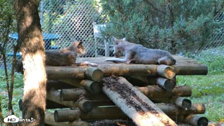 Red Wolves Live Webcam at the Wolf Conservation Center - Aug 7, 2026, 10:01am EDT