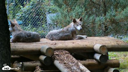 Red Wolves Live Webcam at the Wolf Conservation Center - Jul 28, 2026, 8:29am EDT