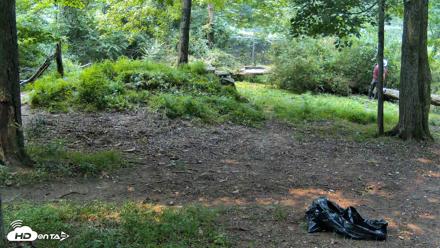 Red Wolves Live Webcam at the Wolf Conservation Center - Jul 15, 2026, 12:17pm EDT