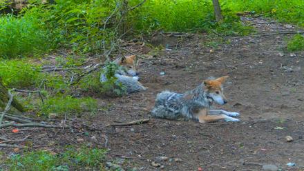 Red Wolves Live Webcam at the Wolf Conservation Center - Jul 17, 2025, 11:31am EDT