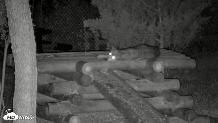 Red Wolves Live Webcam at the Wolf Conservation Center - Aug 11, 2026, 8:44pm EDT