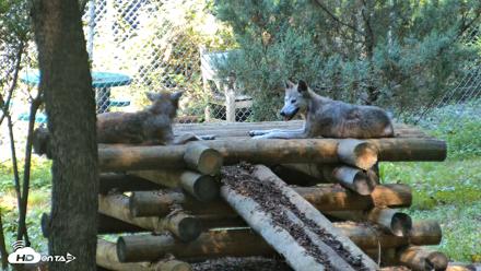 Red Wolves Live Webcam at the Wolf Conservation Center - Aug 7, 2026, 10:28am EDT