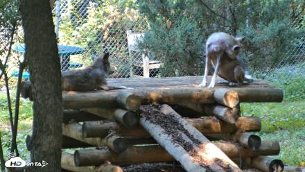 Red Wolves Live Webcam at the Wolf Conservation Center - Aug 7, 2026, 10:24am EDT