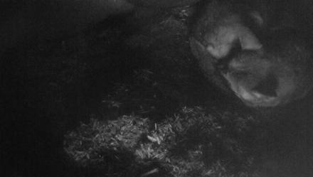 Red Wolves Live Webcam at the Wolf Conservation Center - Feb 23, 2026, 7:15am EST