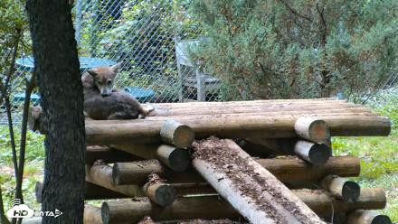 Red Wolves Live Webcam at the Wolf Conservation Center - Aug 5, 2026, 4:21pm EDT