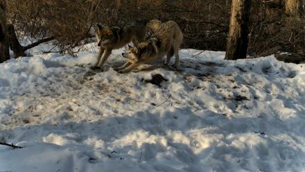 Red Wolves Live Webcam at the Wolf Conservation Center - Feb 15, 2026, 9:00am EST