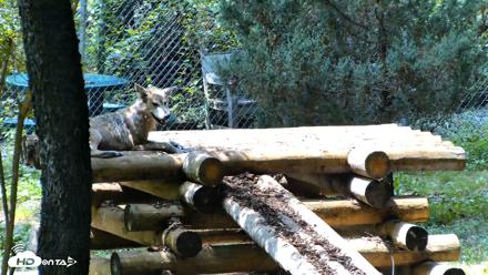 Red Wolves Live Webcam at the Wolf Conservation Center - Aug 6, 2026, 1:59pm EDT