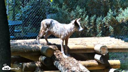 Red Wolves Live Webcam at the Wolf Conservation Center - Jul 27, 2026, 1:16pm EDT