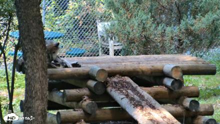 Red Wolves Live Webcam at the Wolf Conservation Center - Aug 5, 2026, 10:23am EDT