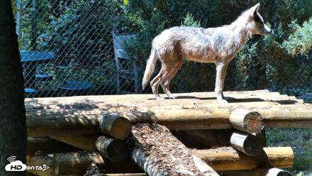 Red Wolves Live Webcam at the Wolf Conservation Center - Jul 27, 2026, 1:21pm EDT