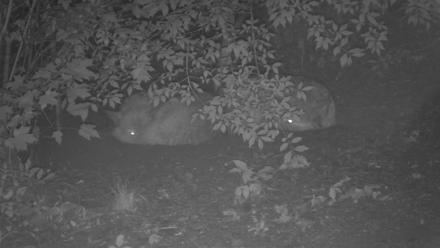 Red Wolves Live Webcam at the Wolf Conservation Center - Jun 17, 2025, 11:46pm EDT