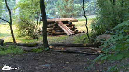 Red Wolves Live Webcam at the Wolf Conservation Center - Jul 22, 2026, 9:22am EDT