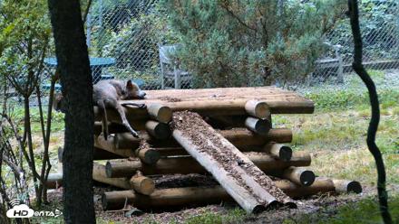 Red Wolves Live Webcam at the Wolf Conservation Center - Jul 28, 2026, 3:23pm EDT
