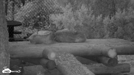 Red Wolves Live Webcam at the Wolf Conservation Center - Jul 26, 2026, 5:35am EDT