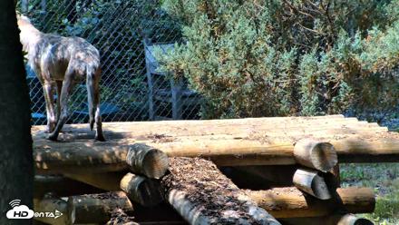 Red Wolves Live Webcam at the Wolf Conservation Center - Jul 27, 2026, 12:43pm EDT
